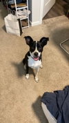 Banjo