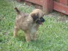 Buttercup