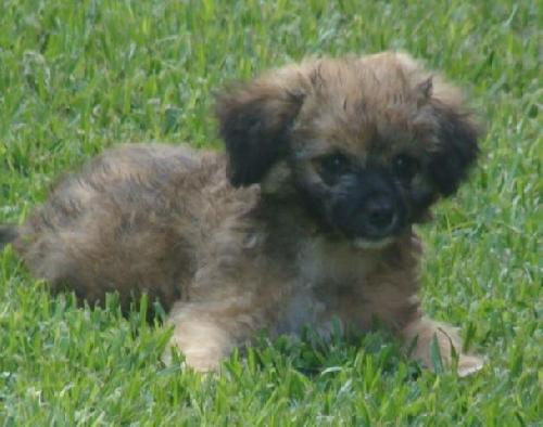 Buttercup