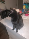 Puddy
