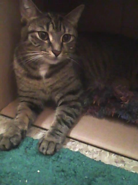 Dutchess