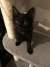 Cleo