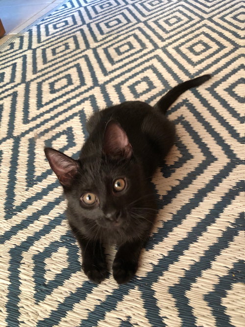 Cleo
