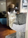 Cleo