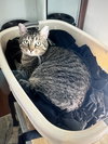Cleo