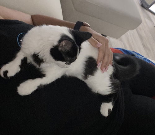 Bean