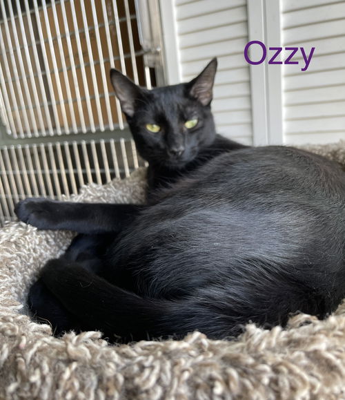 Ozzy