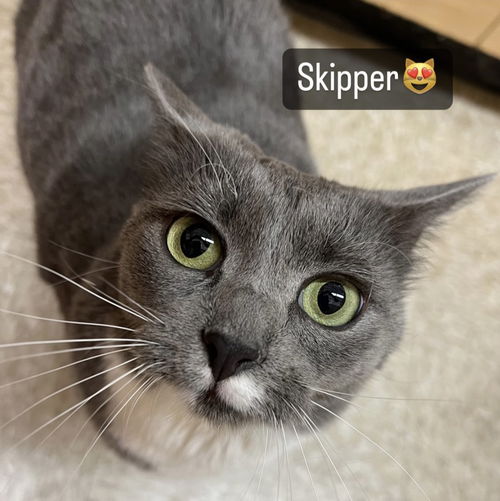 Skipper