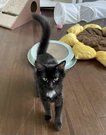Bellatrix