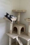 Bellatrix