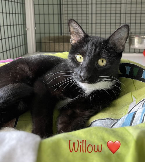 Willow