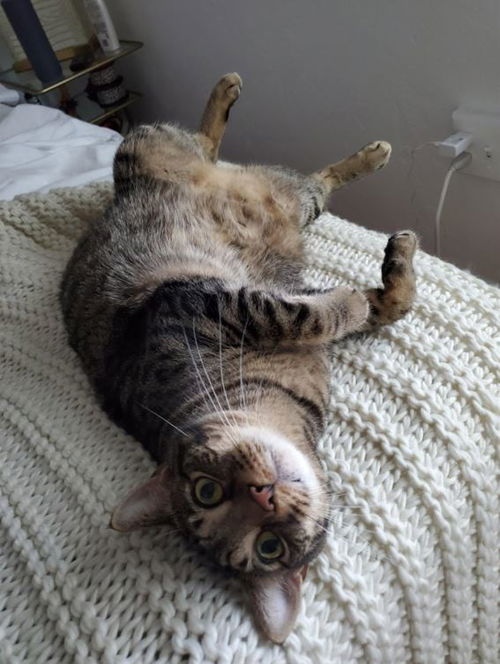 Scrunch