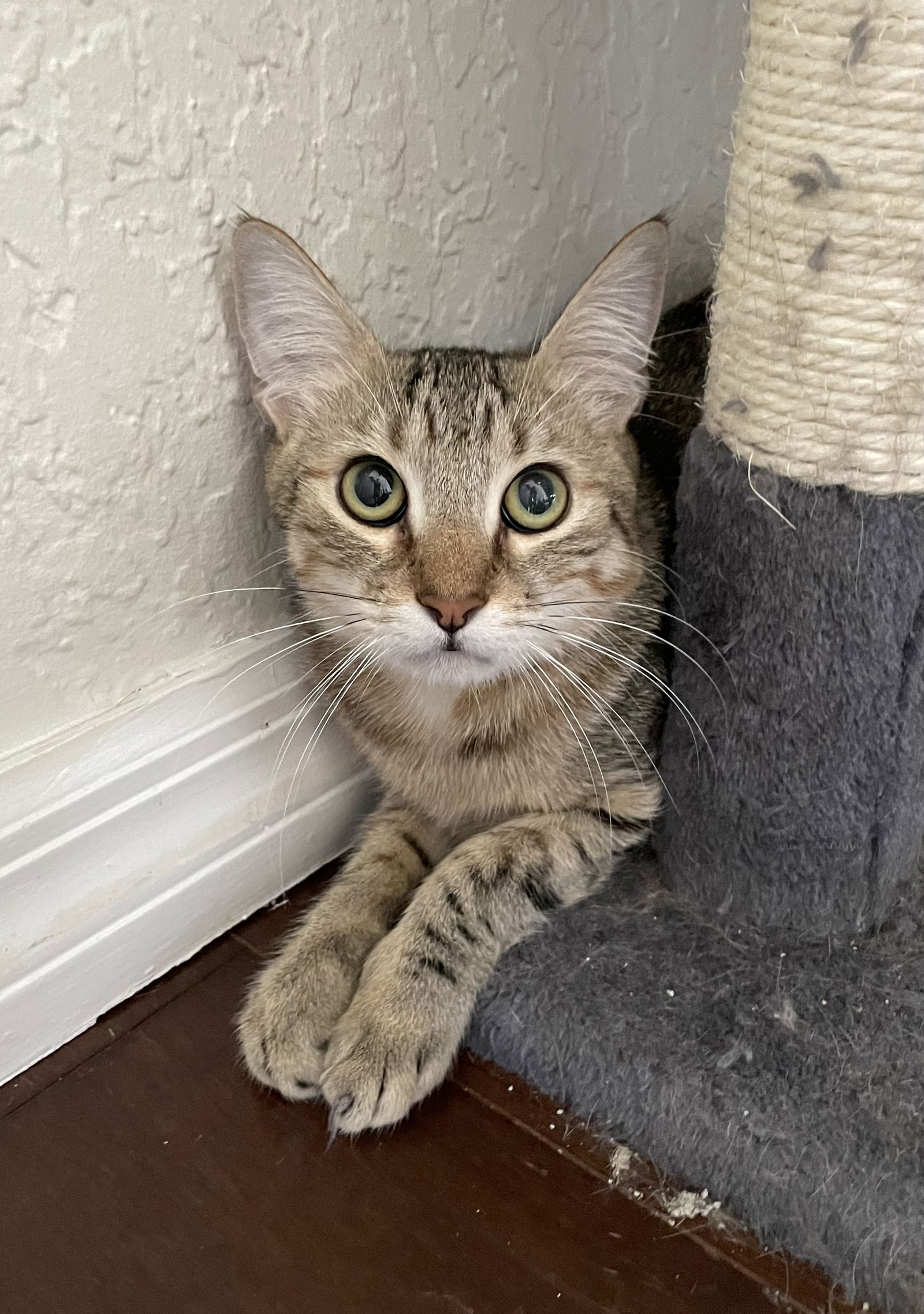 adoptable Cat in West Palm Beach, FL named Pumpkin