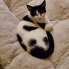 Bessie