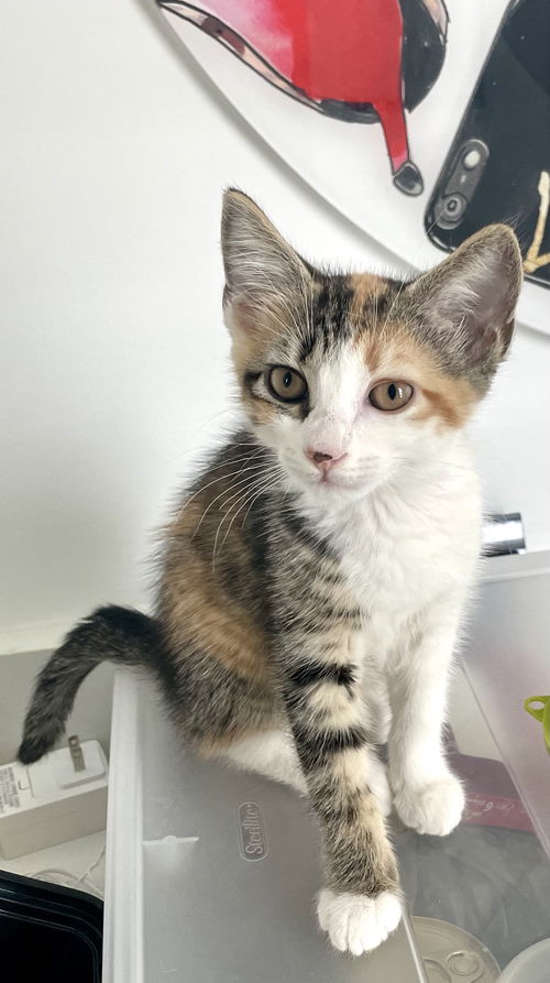 KitKat