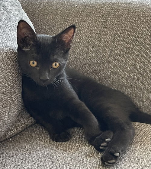 Shelby/Loki