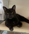 Nina - URGENT