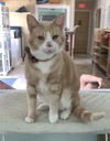 Dodger