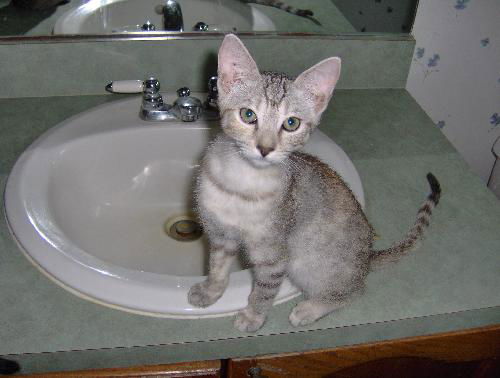 Ziva