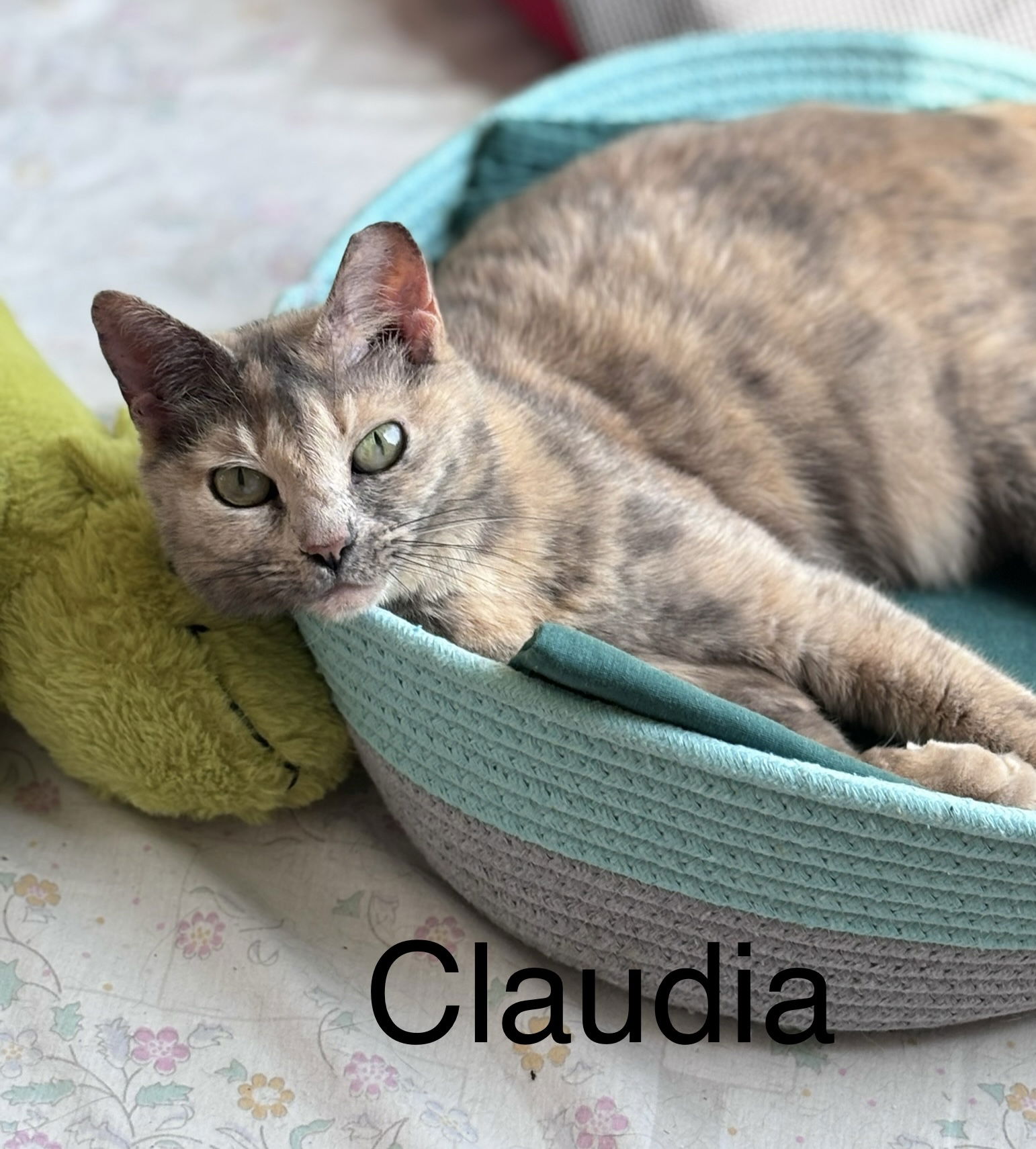 adoptable Cat in West Palm Beach, FL named Claudia