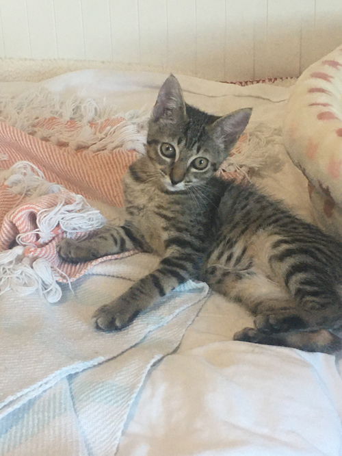 Evie