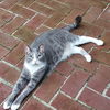 Romeo