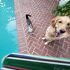 Romeo