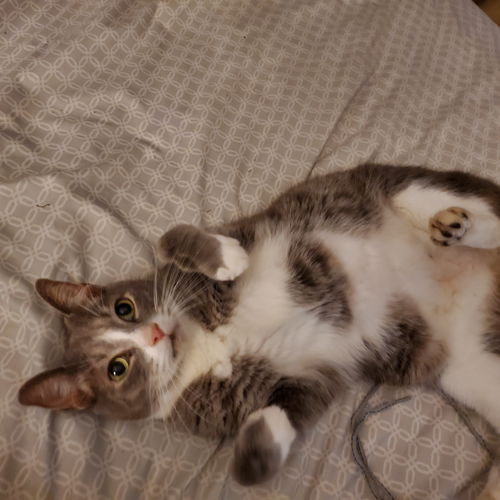 Romeo