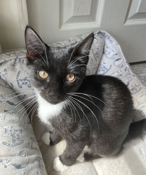 Loki