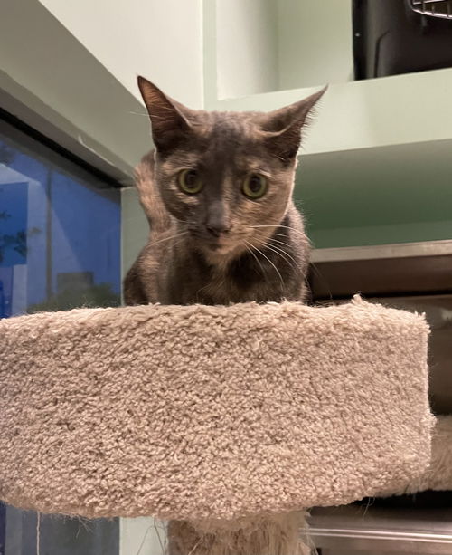 Delilah