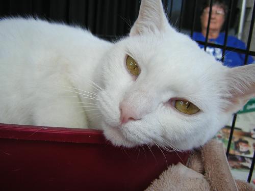 Bella(white)