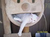 Bella(white)