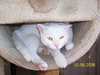 Bella(white)