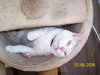 Bella(white)