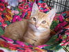 Tigger