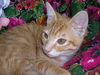Tigger