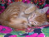 Tigger