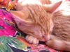 Tigger