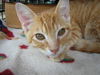 Tigger
