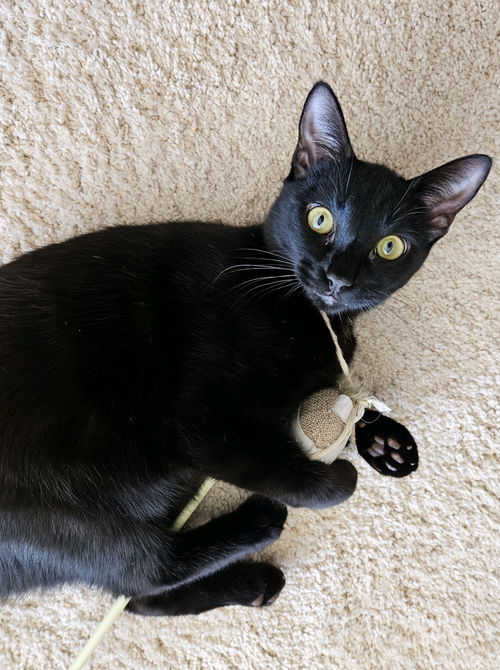 Pierre