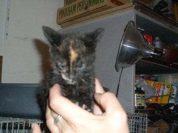 Tortie