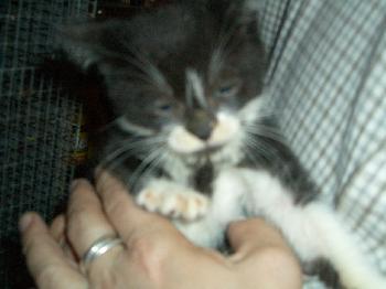 Rascal