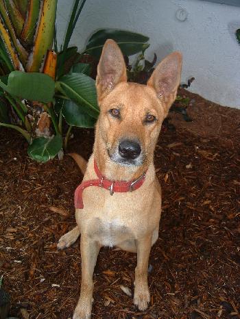 Copper