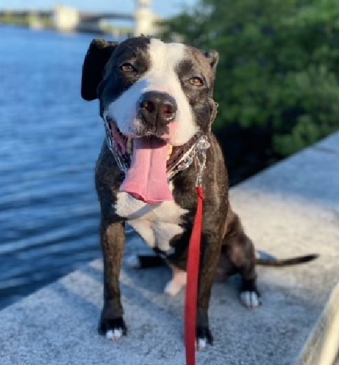 Scout