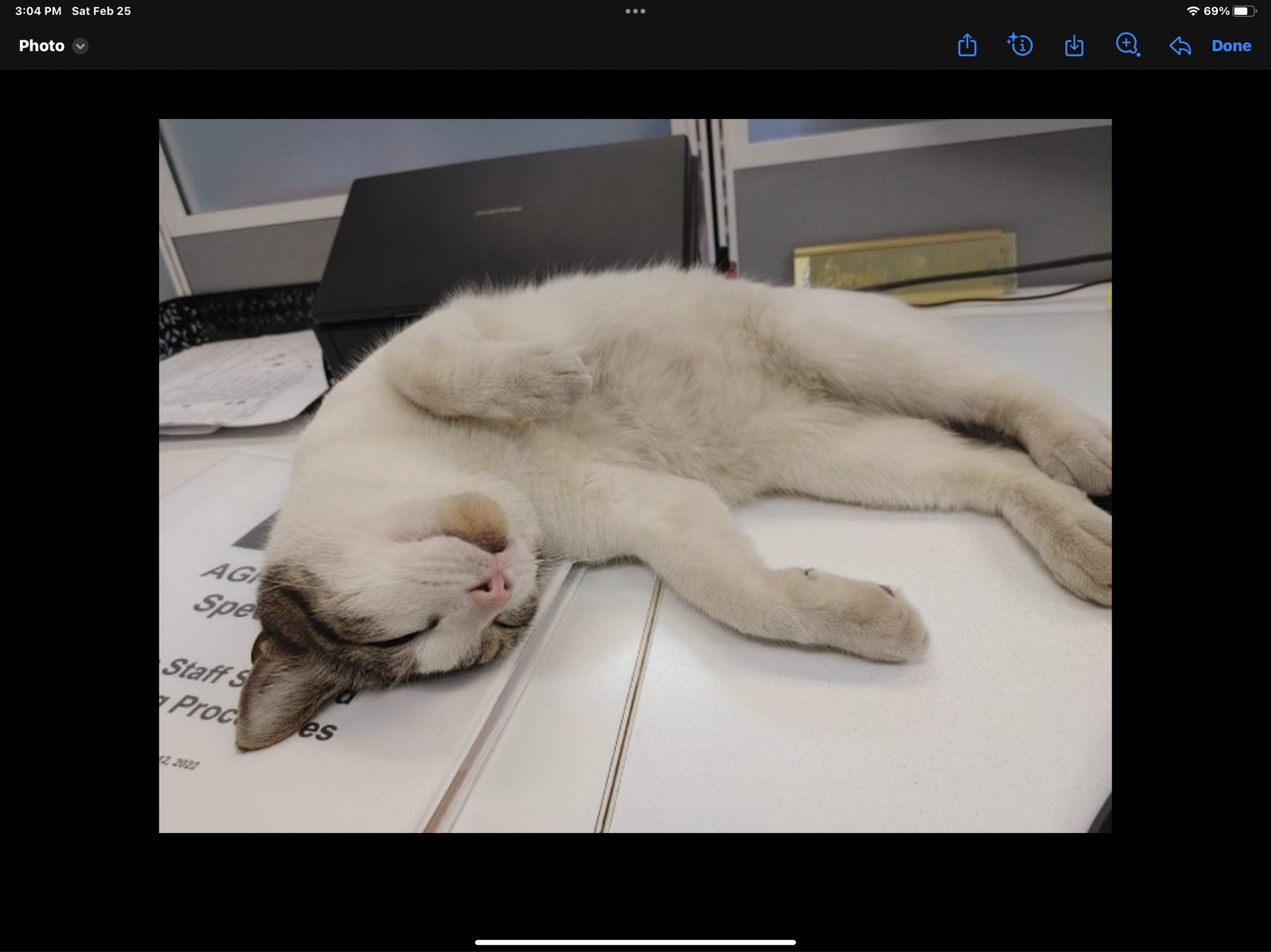 adoptable Cat in West Palm Beach, FL named zz - Kiwi