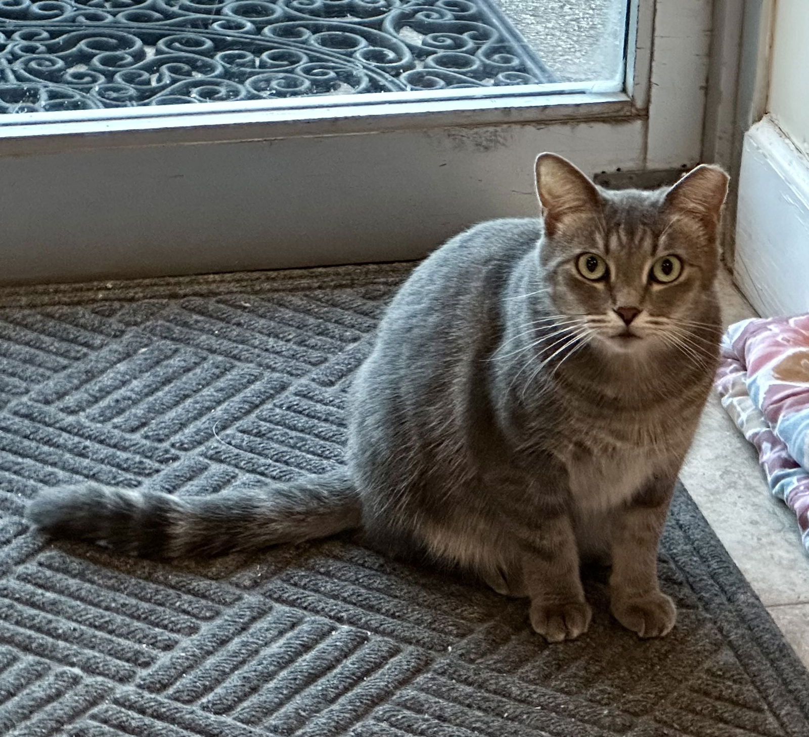 adoptable Cat in West Palm Beach, FL named Margaret