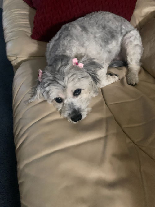 Lexi