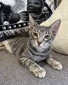 Opie (and Amira)
