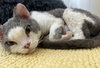 Mushu the Devon Rex