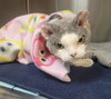 Mushu the Devon Rex